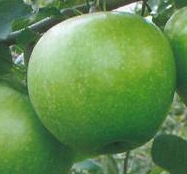 Granny-Smith-Zoldalma