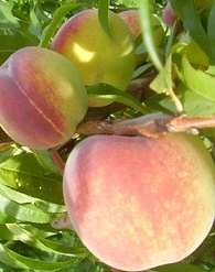 Padana-oszibarack