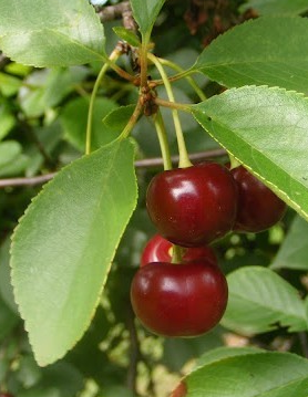 Cigánymeggy
