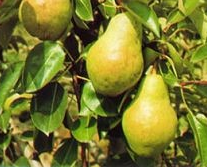 csaszarkorte