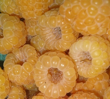 fertodi-narancs-malna