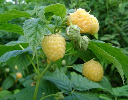 golden bliss malna