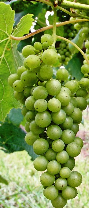 sauvignon-szolo