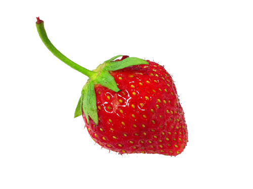 Szamoca